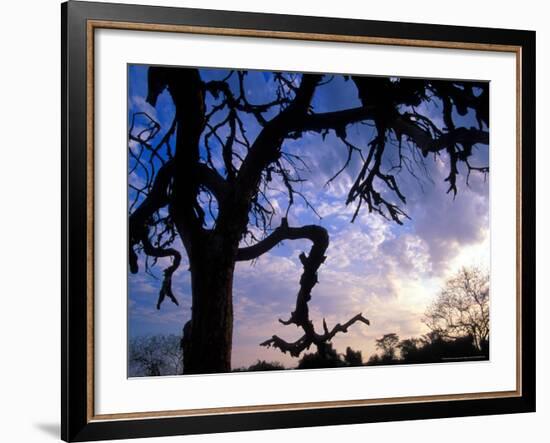 Gnarled Tree Silhouetted by Sunrise, Near a Mursi Village, Omo River Region, Ethiopia-Janis Miglavs-Framed Photographic Print