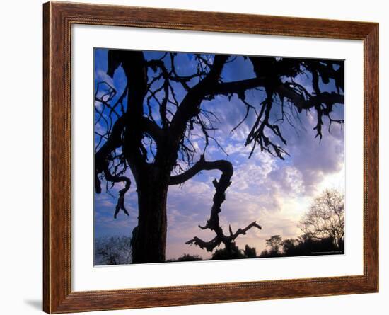 Gnarled Tree Silhouetted by Sunrise, Near a Mursi Village, Omo River Region, Ethiopia-Janis Miglavs-Framed Photographic Print