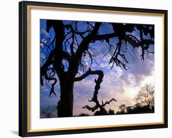 Gnarled Tree Silhouetted by Sunrise, Near a Mursi Village, Omo River Region, Ethiopia-Janis Miglavs-Framed Photographic Print