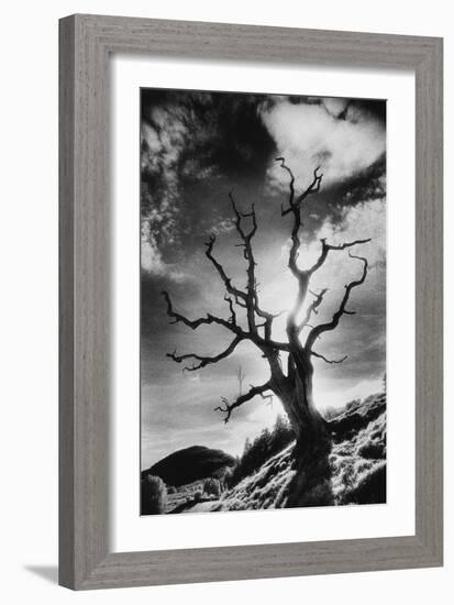 Gnarled Tree, the Black Mountains, Powys, Wales-Simon Marsden-Framed Giclee Print