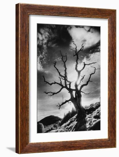 Gnarled Tree, the Black Mountains, Powys, Wales-Simon Marsden-Framed Giclee Print