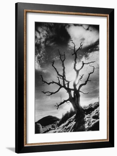 Gnarled Tree, the Black Mountains, Powys, Wales-Simon Marsden-Framed Giclee Print