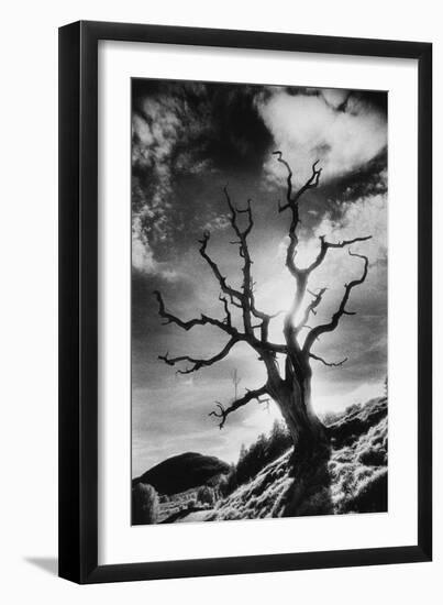 Gnarled Tree, the Black Mountains, Powys, Wales-Simon Marsden-Framed Giclee Print