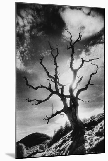 Gnarled Tree, the Black Mountains, Powys, Wales-Simon Marsden-Mounted Giclee Print