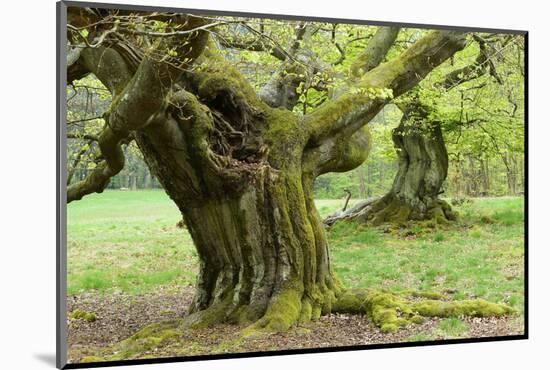 Gnarly Old Beeches in a Former Pastoral Forest in Early Spring, Kellerwald, Hessen, Germany-Andreas Vitting-Mounted Photographic Print