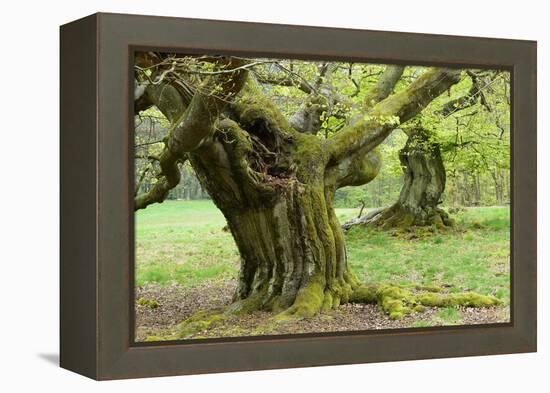 Gnarly Old Beeches in a Former Pastoral Forest in Early Spring, Kellerwald, Hessen, Germany-Andreas Vitting-Framed Premier Image Canvas