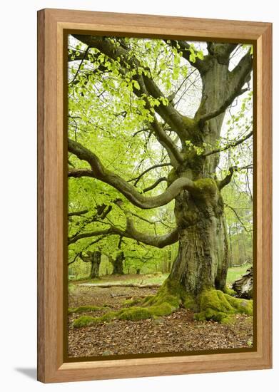 Gnarly Old Beeches in a Former Pastoral Forest in Early Spring, Kellerwald, Hessen, Germany-Andreas Vitting-Framed Premier Image Canvas