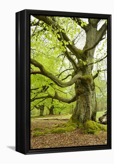 Gnarly Old Beeches in a Former Pastoral Forest in Early Spring, Kellerwald, Hessen, Germany-Andreas Vitting-Framed Premier Image Canvas