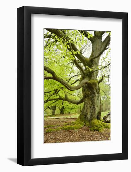 Gnarly Old Beeches in a Former Pastoral Forest in Early Spring, Kellerwald, Hessen, Germany-Andreas Vitting-Framed Photographic Print