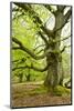 Gnarly Old Beeches in a Former Pastoral Forest in Early Spring, Kellerwald, Hessen, Germany-Andreas Vitting-Mounted Photographic Print