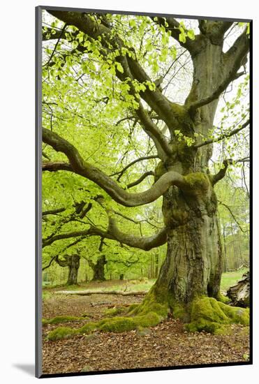 Gnarly Old Beeches in a Former Pastoral Forest in Early Spring, Kellerwald, Hessen, Germany-Andreas Vitting-Mounted Photographic Print