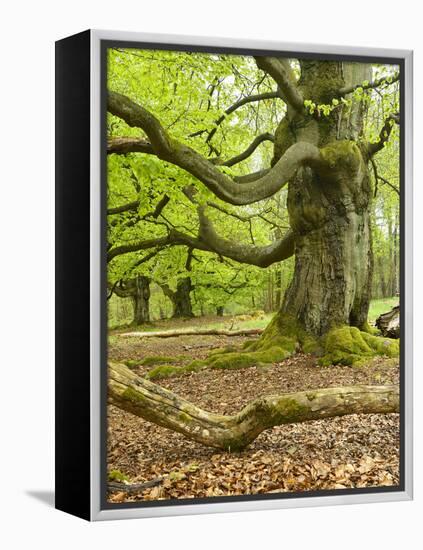 Gnarly Old Beeches in a Former Pastoral Forest in Early Spring, Kellerwald, Hessen, Germany-Andreas Vitting-Framed Premier Image Canvas