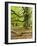 Gnarly Old Beeches in a Former Pastoral Forest in Early Spring, Kellerwald, Hessen, Germany-Andreas Vitting-Framed Photographic Print