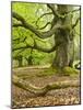 Gnarly Old Beeches in a Former Pastoral Forest in Early Spring, Kellerwald, Hessen, Germany-Andreas Vitting-Mounted Photographic Print