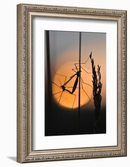 Gnats, Stalk, Mating, Silhouette, Sunrise-Harald Kroiss-Framed Photographic Print