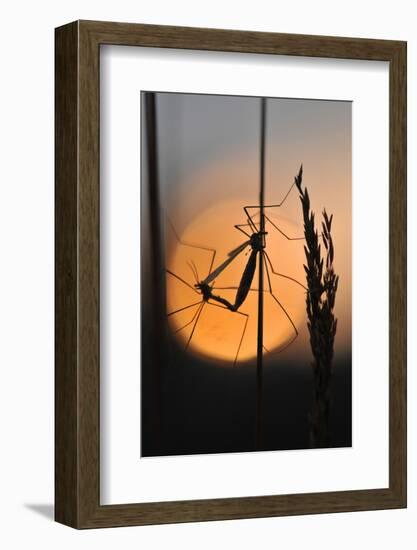 Gnats, Stalk, Mating, Silhouette, Sunrise-Harald Kroiss-Framed Photographic Print