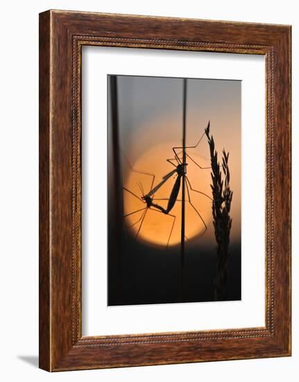 Gnats, Stalk, Mating, Silhouette, Sunrise-Harald Kroiss-Framed Photographic Print