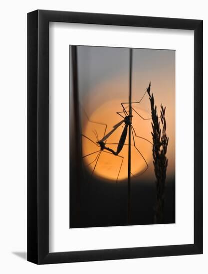 Gnats, Stalk, Mating, Silhouette, Sunrise-Harald Kroiss-Framed Photographic Print