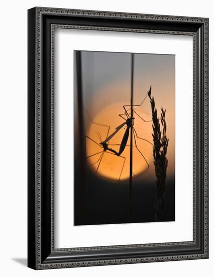 Gnats, Stalk, Mating, Silhouette, Sunrise-Harald Kroiss-Framed Photographic Print