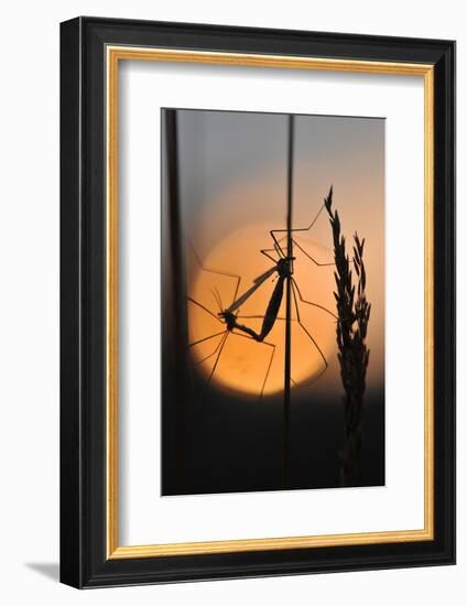 Gnats, Stalk, Mating, Silhouette, Sunrise-Harald Kroiss-Framed Photographic Print