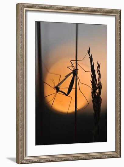 Gnats, Stalk, Mating, Silhouette, Sunrise-Harald Kroiss-Framed Photographic Print