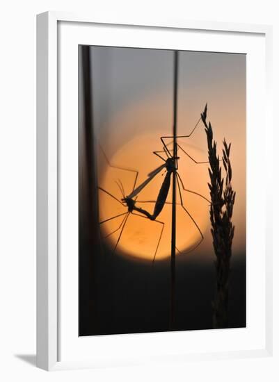 Gnats, Stalk, Mating, Silhouette, Sunrise-Harald Kroiss-Framed Photographic Print