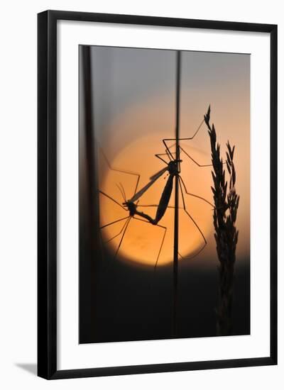 Gnats, Stalk, Mating, Silhouette, Sunrise-Harald Kroiss-Framed Photographic Print