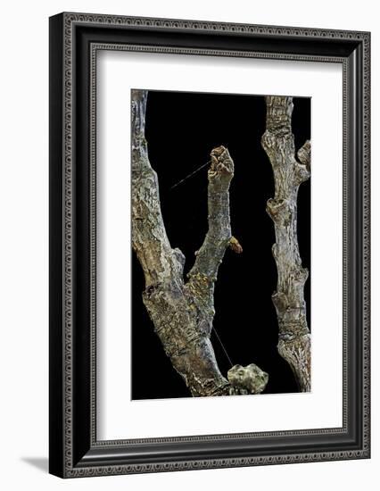 Gnophos Sp. (Annulet) - Caterpillar or Inchworm Camouflaged on Twig-Paul Starosta-Framed Photographic Print