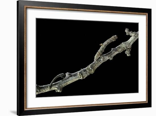 Gnophos Sp. (Annulet) - Caterpillar or Inchworm Camouflaged on Twig-Paul Starosta-Framed Photographic Print