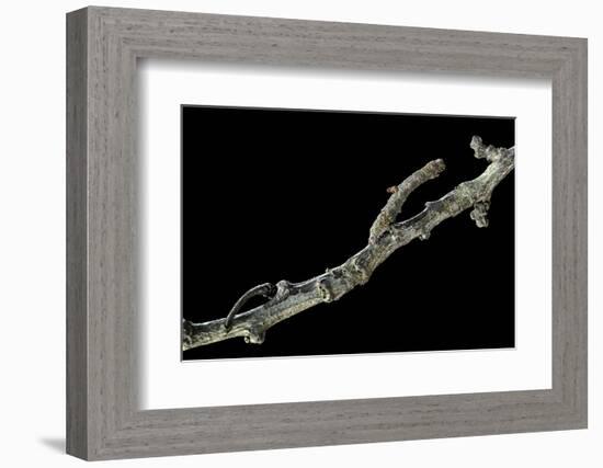 Gnophos Sp. (Annulet) - Caterpillar or Inchworm Camouflaged on Twig-Paul Starosta-Framed Photographic Print