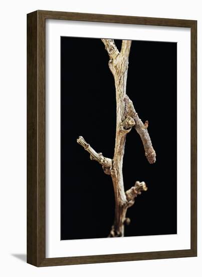 Gnophos Sp. (Annulet) - Caterpillar or Inchworm Camouflaged on Twig-Paul Starosta-Framed Photographic Print