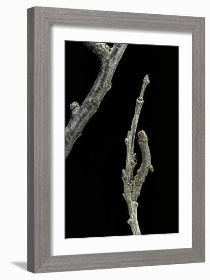 Gnophos Sp. (Annulet) - Caterpillar or Inchworm Camouflaged on Twig-Paul Starosta-Framed Photographic Print