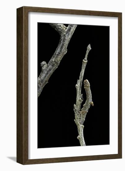 Gnophos Sp. (Annulet) - Caterpillar or Inchworm Camouflaged on Twig-Paul Starosta-Framed Photographic Print