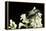 Gnorimus Nobilis (Noble Chafer)-Paul Starosta-Framed Premier Image Canvas