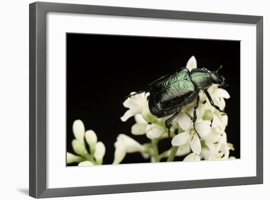 Gnorimus Nobilis (Noble Chafer)-Paul Starosta-Framed Photographic Print