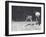 Gnu or Wildebeest and Young at London Zoo, August 1917-Frederick William Bond-Framed Photographic Print