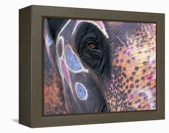 Goa, India, Close-up of Elephants Eye-Peter Adams-Framed Premier Image Canvas