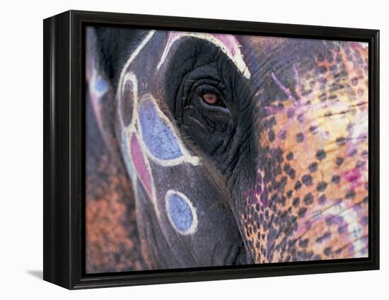 Goa, India, Close-up of Elephants Eye-Peter Adams-Framed Premier Image Canvas