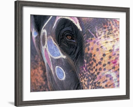 Goa, India, Close-up of Elephants Eye-Peter Adams-Framed Photographic Print