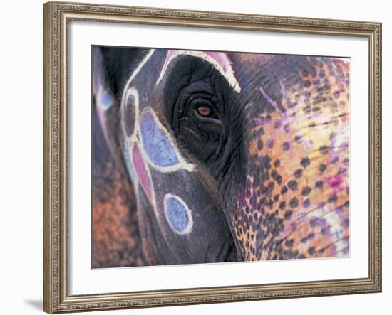 Goa, India, Close-up of Elephants Eye-Peter Adams-Framed Photographic Print