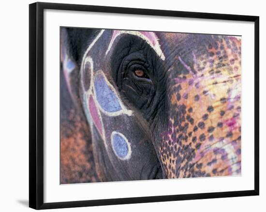 Goa, India, Close-up of Elephants Eye-Peter Adams-Framed Photographic Print