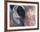 Goa, India, Close-up of Elephants Eye-Peter Adams-Framed Photographic Print