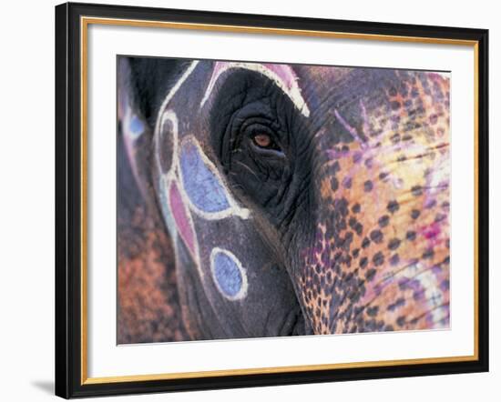 Goa, India, Close-up of Elephants Eye-Peter Adams-Framed Photographic Print