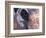 Goa, India, Close-up of Elephants Eye-Peter Adams-Framed Photographic Print