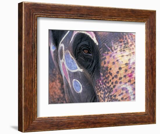 Goa, India, Close-up of Elephants Eye-Peter Adams-Framed Photographic Print