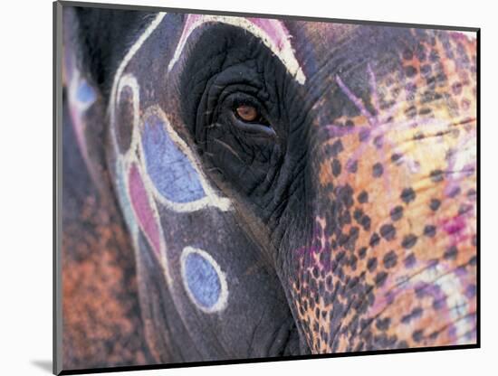 Goa, India, Close-up of Elephants Eye-Peter Adams-Mounted Photographic Print