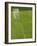 Goal and Net on Empty Soccer Field-David Madison-Framed Photographic Print