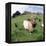 Goat Chickens and Farm-null-Framed Premier Image Canvas