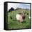 Goat Chickens and Farm-null-Framed Premier Image Canvas