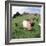 Goat Chickens and Farm-null-Framed Photographic Print